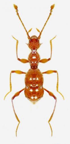 Paramaurops aculeatus