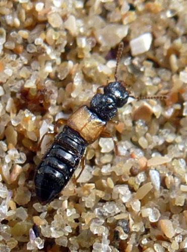 Anotylus maritimus