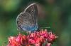 151455 – Photo : Catherine Reymonet-Smitten – France (17)