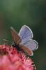 151456 – Photo : Catherine Reymonet-Smitten – France (17)