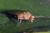 Aulogastromyia anisodactyla