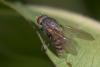 Minettia sp.