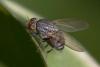 Minettia sp.