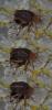 151300 – Photo : Brendan Alligand – France (61)