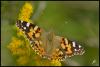 151101 – Photo : Josselyne Bayle – France (33)