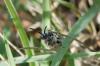 151133 – Photo : Fabricius – France (13)