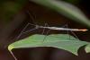 151355 – Photo : D. Martinez – Philippines