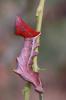 151862 – Photo : Catherine Reymonet-Smitten – France (31)