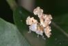 151353 – Photo : D. Martinez – Philippines