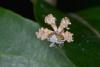 151311 – Photo : D. Martinez – Philippines