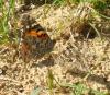 151818 – Photo : Catherine Reymonet-Smitten – France (31)