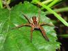 Dolomedes sp.