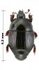 Atholus confinis
