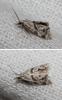 151404 – Photo : Marc Thibault – France (13)