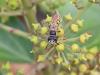 Philanthus triangulum