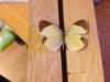 151249 – Photo : Limenitis78 – États-Unis d'Amérique