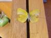 151250 – Photo : Limenitis78 – États-Unis d'Amérique