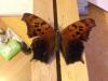 151253 – Photo : Limenitis78 – États-Unis d'Amérique