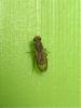 Opomyza germinationis
