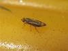 Opomyza germinationis