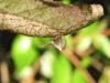 151560 – Photo : The Ghost Nightjar – France (56)