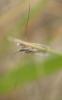 151474 – Photo : Catherine Reymonet-Smitten – France (31)