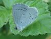 151445 – Photo : Catherine Reymonet-Smitten – France (31)
