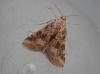 151330 – Photo : Dominique THAUVIN – France (64)