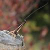 151641 – Photo : Catherine Reymonet-Smitten – France (31)
