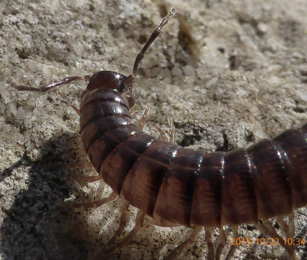 Bscrl - Callipus foetidissimus - réf. 151741 (1020 x 863 pixels, 189 ko)