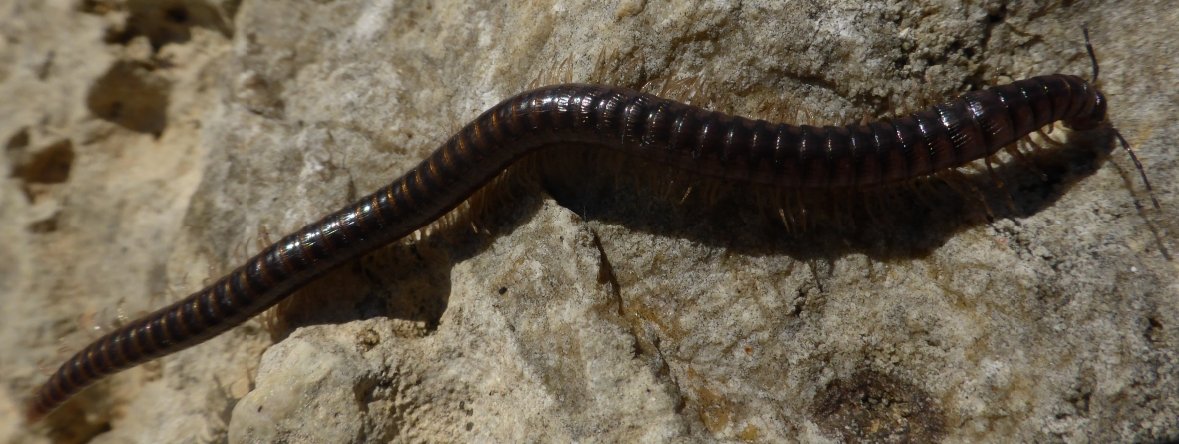 Bscrl - Callipus foetidissimus - réf. 151740 (1179 x 444 pixels, 121 ko)