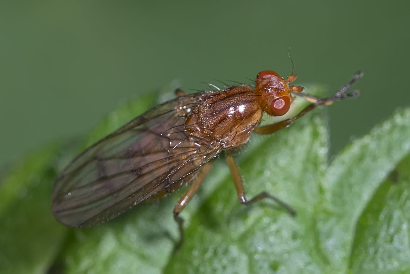 Eugène Vandebeulque - Neuroctena anilis - réf. 151909 (1400 x 934 pixels, 126 ko)