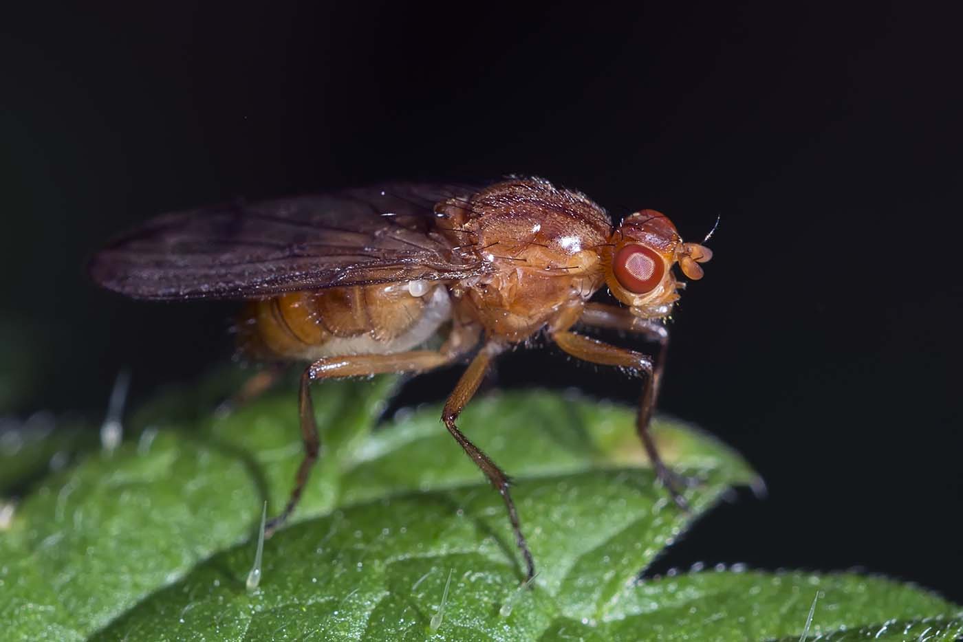 Eugène Vandebeulque - Neuroctena anilis - réf. 151908 (1400 x 934 pixels, 83 ko)