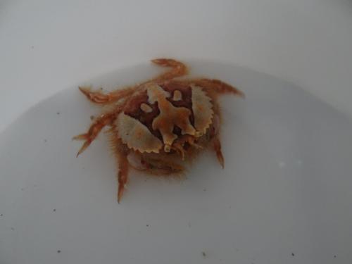 Atelecyclus undecimdentatus