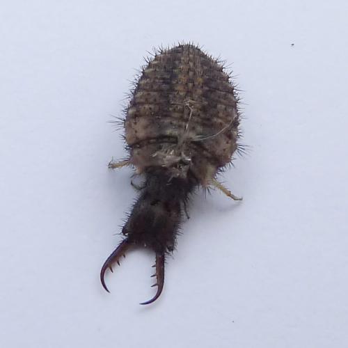 Distoleon tetragrammicus