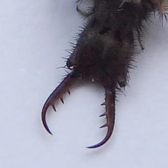 Réf. 152 434 : Distoleon tetragrammicus