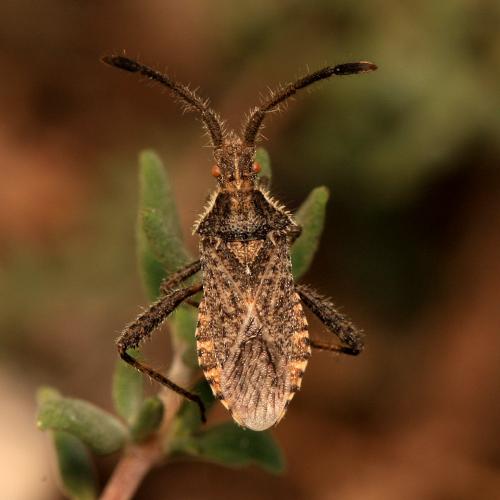 Coriomeris hirticornis