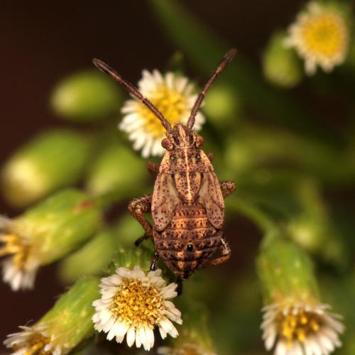 Réf. 152 238 : Stictopleurus abutilon