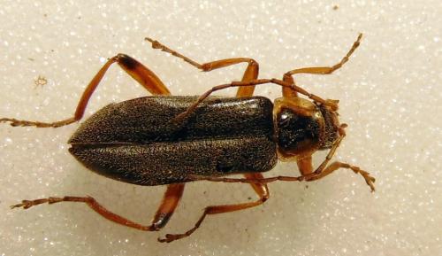 Cantharis nigricans