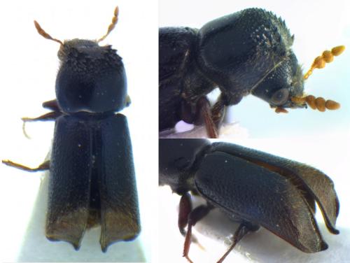 Xylopertha retusa