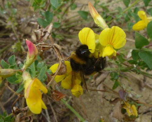 Bombus sp.