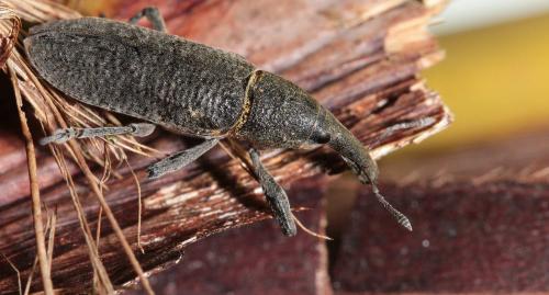 Réf. 152 796 : Lixus pulverulentus