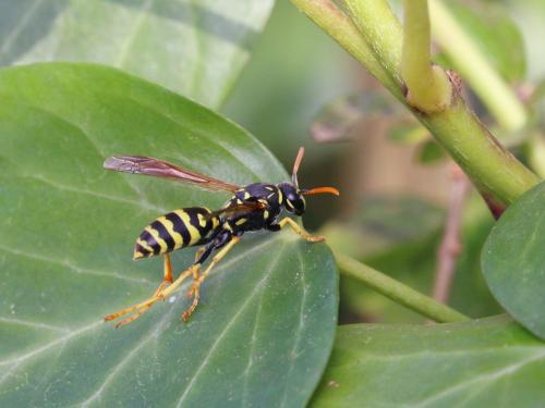 Polistes gallicus