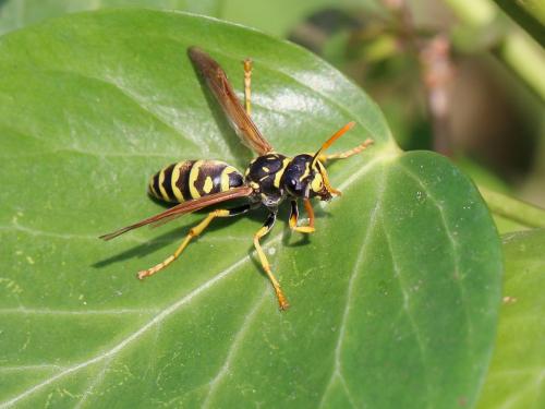 Polistes gallicus