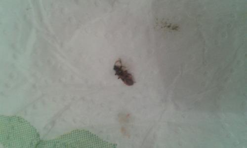 Arocatus sp.