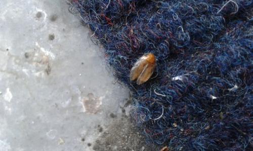 Ectobius sp.