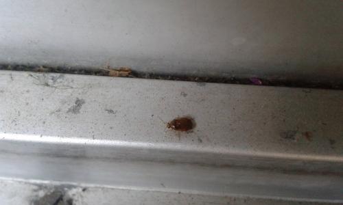 Deraeocoris lutescens