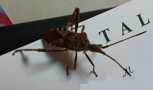 Leptoglossus occidentalis