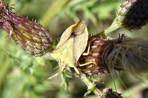 Réf. 152 577 : Carpocoris fuscispinus