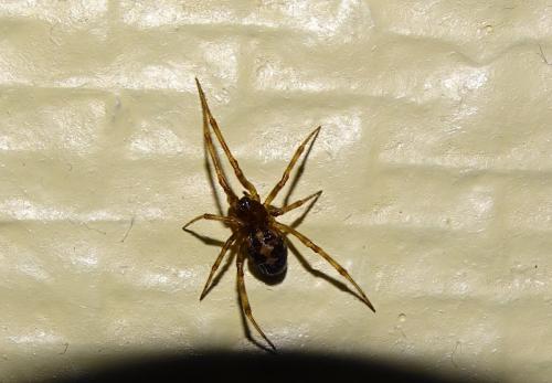 Réf. 152 221 : Steatoda triangulosa